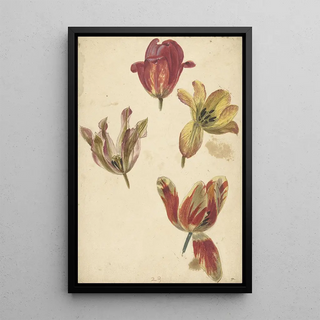 Elias van Nijmegen - Studies of Four Tulips.webp
