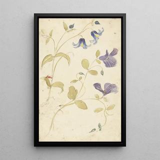 Elias van Nijmegen - Studies of Purple and Blue Flowers.webp