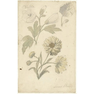 Elias van Nijmegen - Studies van zonnebloemen en dialtia.webp