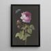 Rosa rosa con bruchello che si avvolge e azzurina - Elisabeth Christina Matthes — quadro incorniciato alla parete