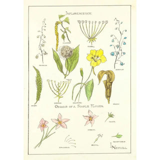 Elizabeth A Nedwill - Portfolio Historic Ornament Pl 37.webp