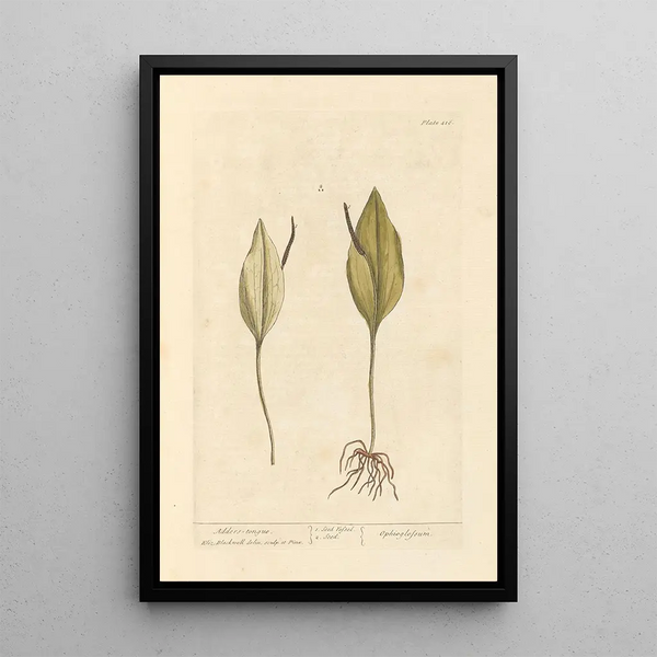 Lingua del serpente - Elizabeth Blackwell — quadro incorniciato alla parete