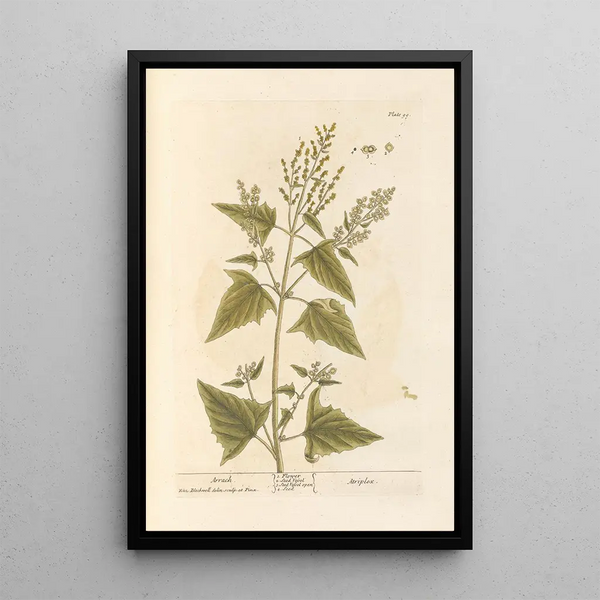 Arroche - Elizabeth Blackwell — quadro incorniciato alla parete