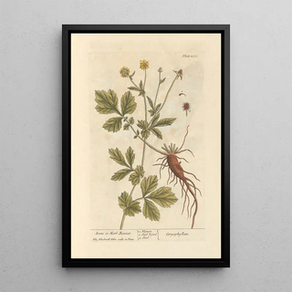 Elizabeth Blackwell - Avens or herbbennet.webp