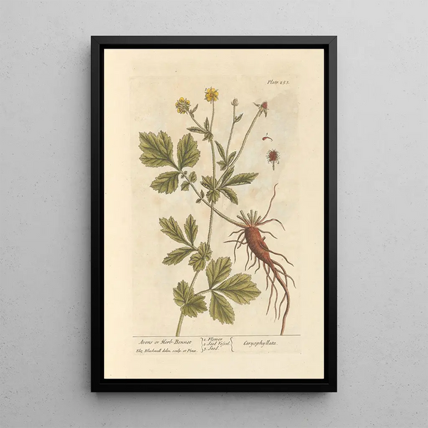 Benoîte o erba di San Benedetto - Elizabeth Blackwell — quadro incorniciato alla parete