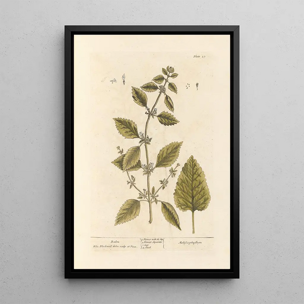Mélisse - Elizabeth Blackwell — quadro incorniciato alla parete