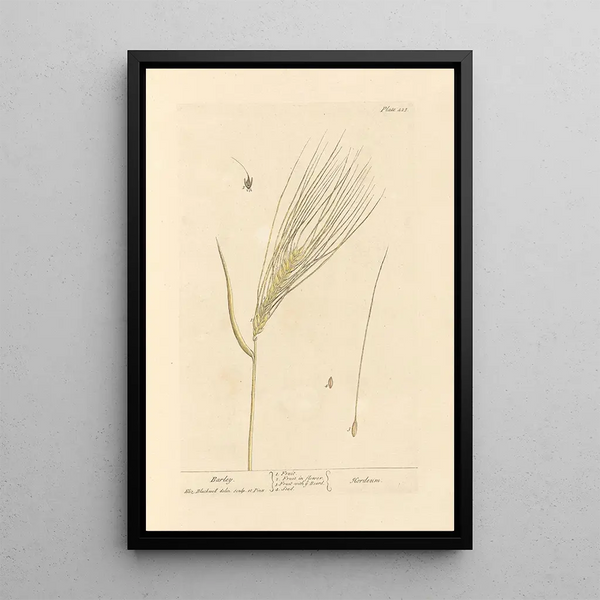 Orge - Elizabeth Blackwell — quadro incorniciato alla parete