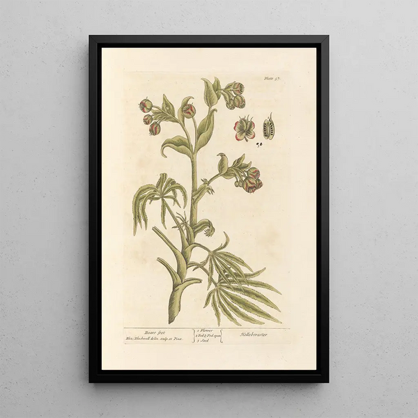 Hellébore fétide - Elizabeth Blackwell — quadro incorniciato alla parete