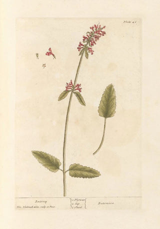 Elizabeth Blackwell - Betony.webp