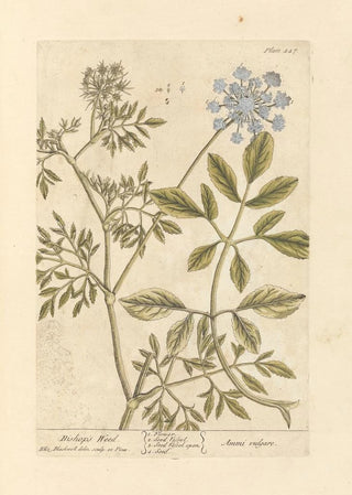 Elizabeth Blackwell - Bishops weed.webp