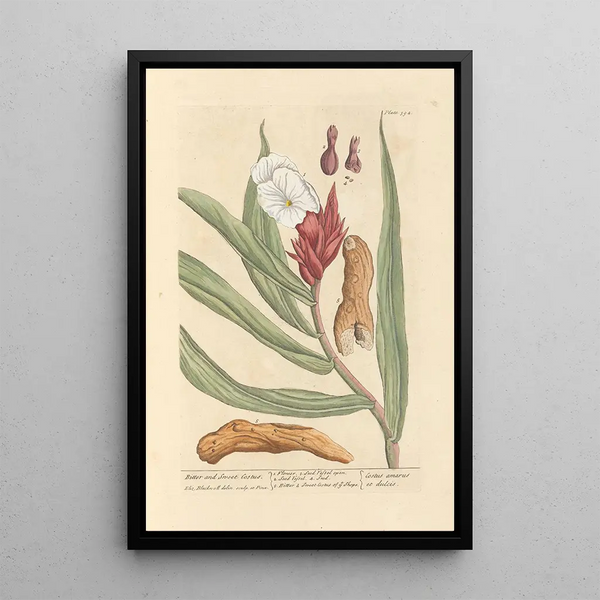 Costus amer e dolce - Elizabeth Blackwell — quadro incorniciato alla parete