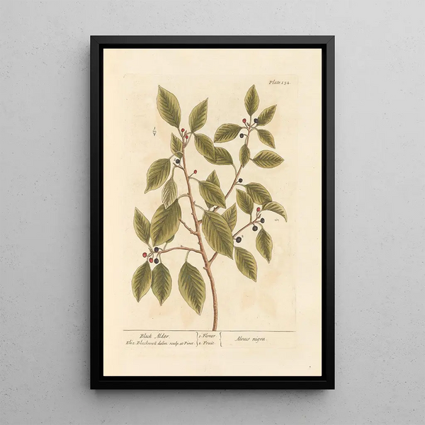 Aulne noir - Elizabeth Blackwell — quadro incorniciato alla parete
