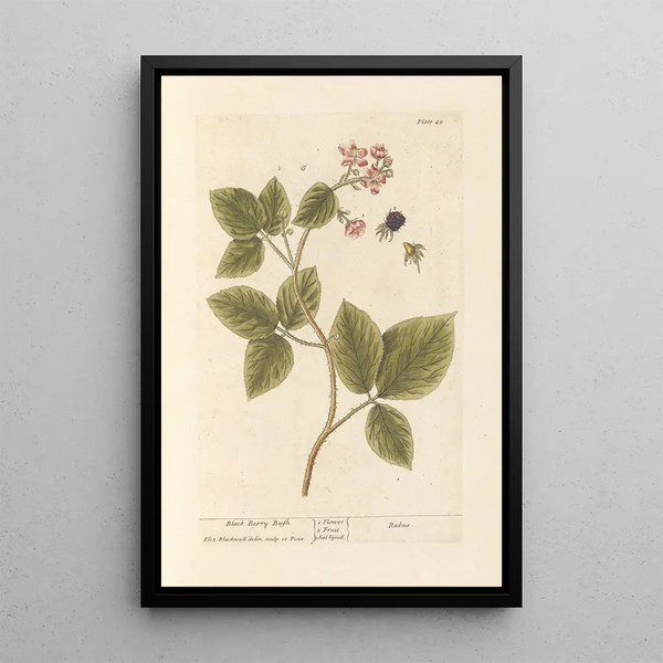 Ronce noire - Elizabeth Blackwell — quadro incorniciato alla parete