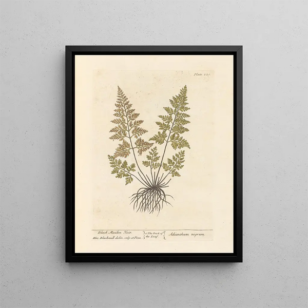 Capelli di giovane ragazza nera - Elizabeth Blackwell — quadro incorniciato alla parete