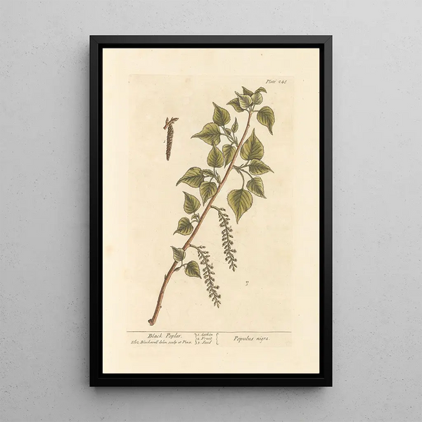 di pioppo nero - Elizabeth Blackwell — quadro incorniciato alla parete
