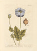 Papavero nero - Elizabeth Blackwell — vista dell’opera
