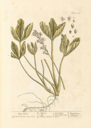 Elizabeth Blackwell - Bog bean.webp