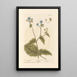 Elizabeth Blackwell - Borrage.webp