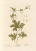 Bryone - Elizabeth Blackwell — vista dell’opera