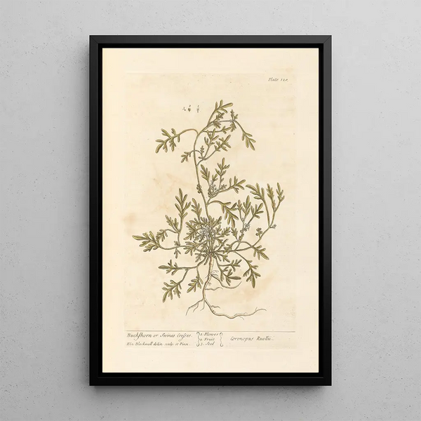 di crescione di maiale o crescione di porcospino - Elizabeth Blackwell — quadro incorniciato alla parete