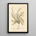 Plantain corne de cerf - Elizabeth Blackwell — quadro incorniciato alla parete