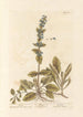 Bugle - Elizabeth Blackwell — vista dell’opera