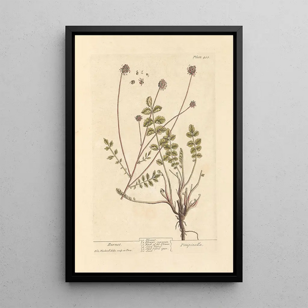 Pimprenelle - Elizabeth Blackwell — quadro incorniciato alla parete