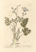 Saxifrage brûlée - Elizabeth Blackwell — vista dell’opera