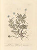 Camomilla - Elizabeth Blackwell — vista dell’opera