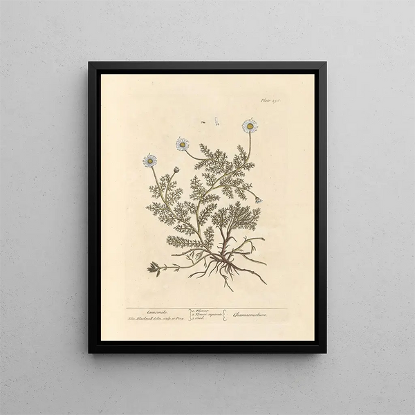 Camomilla - Elizabeth Blackwell — quadro incorniciato alla parete