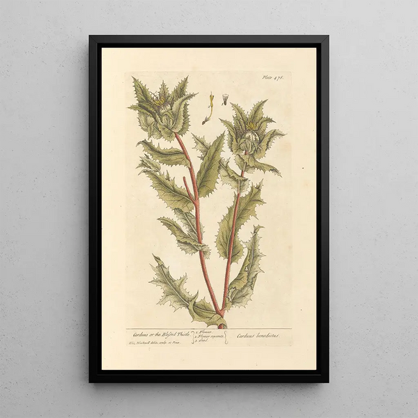 Chardon benedetto - Elizabeth Blackwell — quadro incorniciato alla parete
