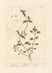 Stellaire - Elizabeth Blackwell — vista dell’opera