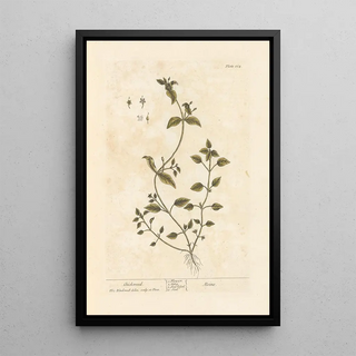 Elizabeth Blackwell - Chickweed.webp