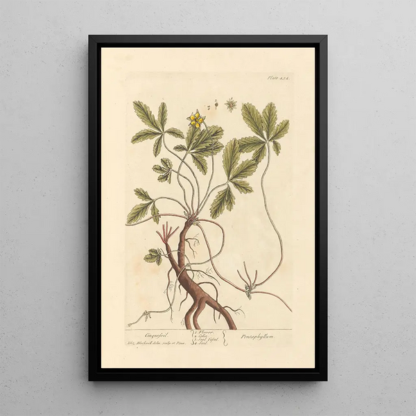 Potentille - Elizabeth Blackwell — quadro incorniciato alla parete