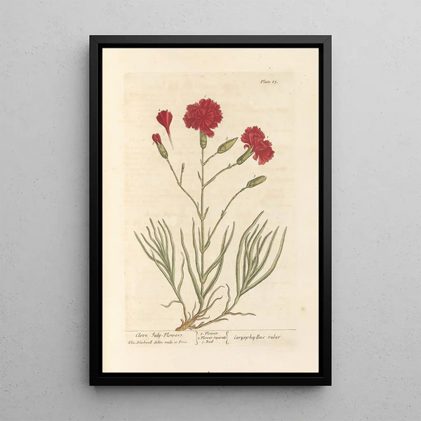 Œillet giroflée - Elizabeth Blackwell — quadro incorniciato alla parete