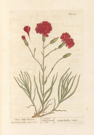 Elizabeth Blackwell - Clove Julyflowers.webp