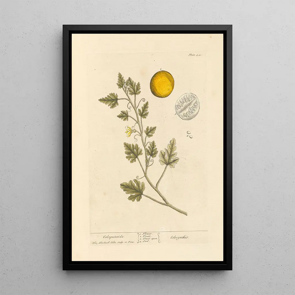 Coloquinte - Elizabeth Blackwell — quadro incorniciato alla parete