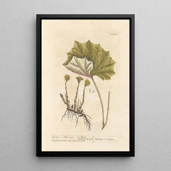 Tussilage ou pas-d'âne - Elizabeth Blackwell — quadro incorniciato alla parete