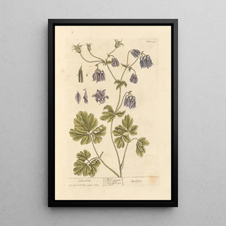 Elizabeth Blackwell - Columbine.webp