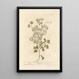 Elizabeth Blackwell - Coriander.webp