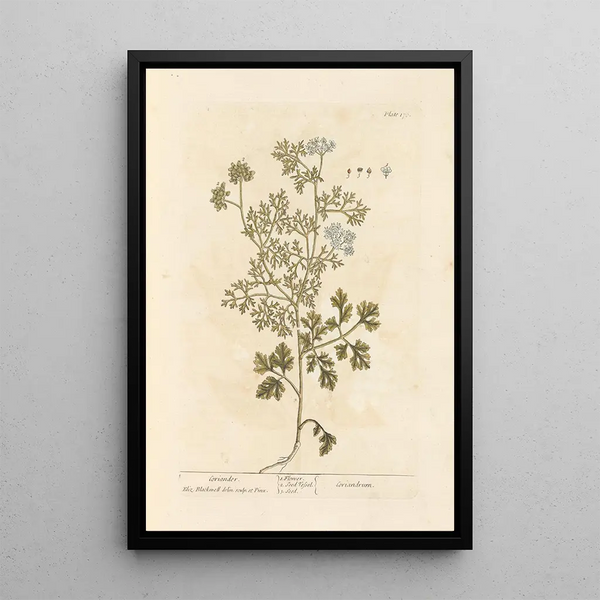 Coriandre - Elizabeth Blackwell — quadro incorniciato alla parete