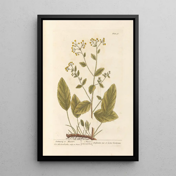 Herbe Sainte ou Costus - Elizabeth Blackwell — quadro incorniciato alla parete