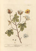 Cotone - Elizabeth Blackwell — vista dell’opera