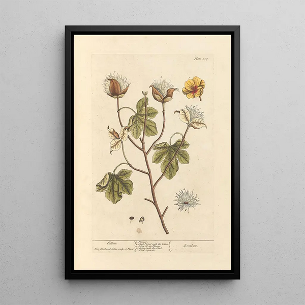 Cotone - Elizabeth Blackwell — quadro incorniciato alla parete