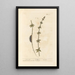 Croce di Terra - Elizabeth Blackwell — quadro incorniciato alla parete