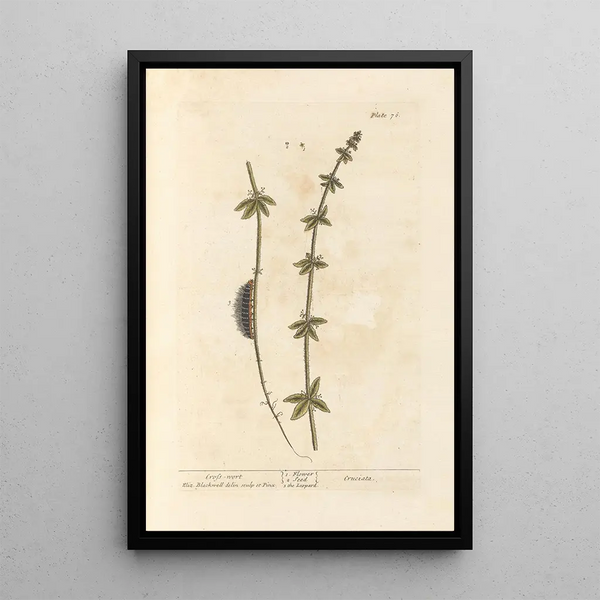 Croce di Terra - Elizabeth Blackwell — quadro incorniciato alla parete