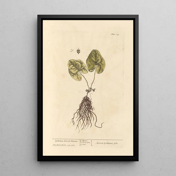 Asaret a Foglie di Cyclamen - Elizabeth Blackwell — quadro incorniciato alla parete