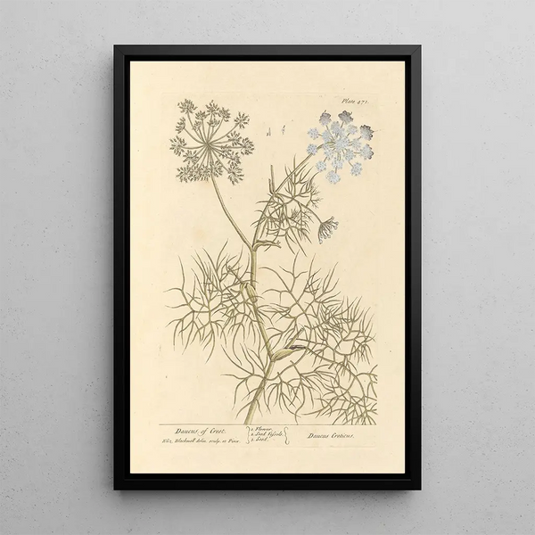 Carota di Creta - Elizabeth Blackwell — quadro incorniciato alla parete