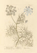 Carota di Creta - Elizabeth Blackwell — vista dell’opera
