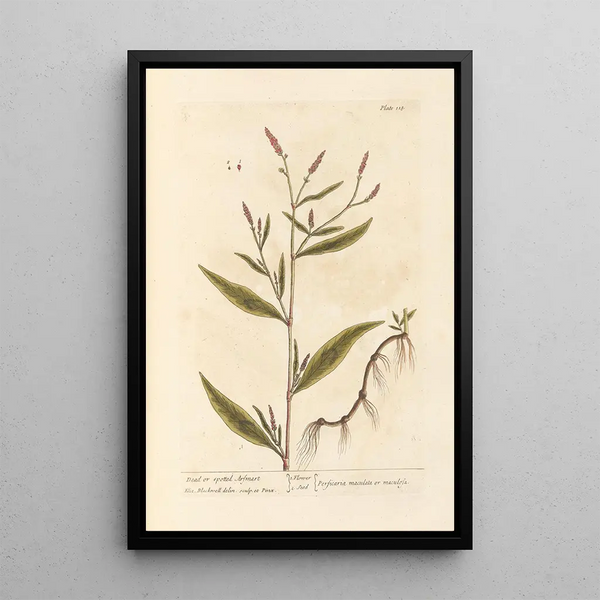 Renouée Tachetée ou Morte - Elizabeth Blackwell — quadro incorniciato alla parete